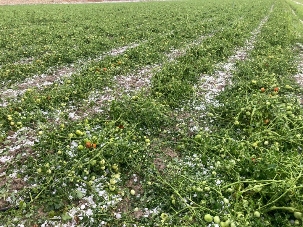 maltempo grandine vicomero emilia romagna