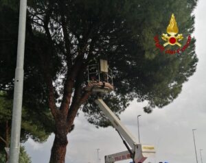 maltempo vigili del fuoco albero