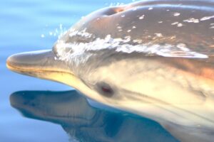 stenella Marine Biology Summer School