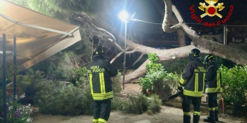 Albero Palermo