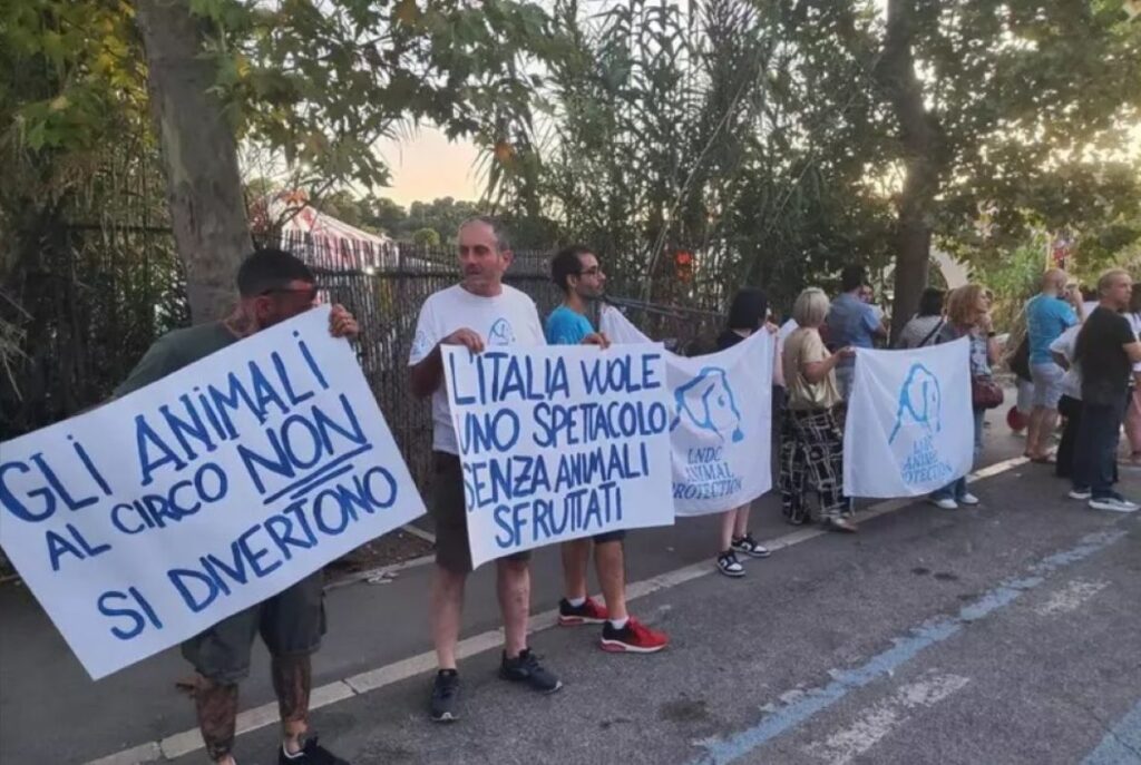 Animali circo