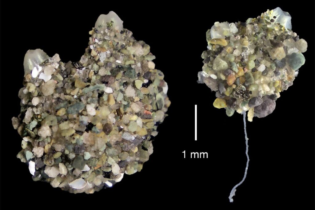 Ascidia