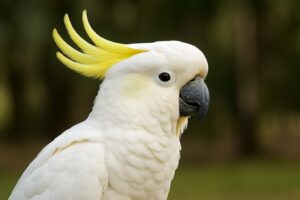 Cacatua ciuffogiallo