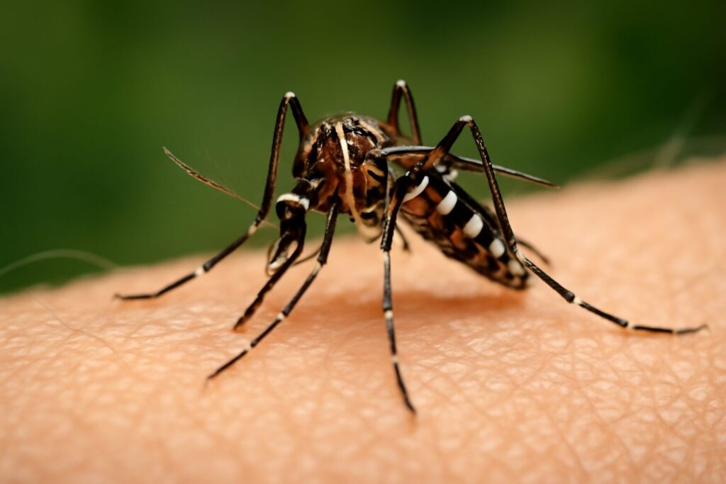 Chikungunya
