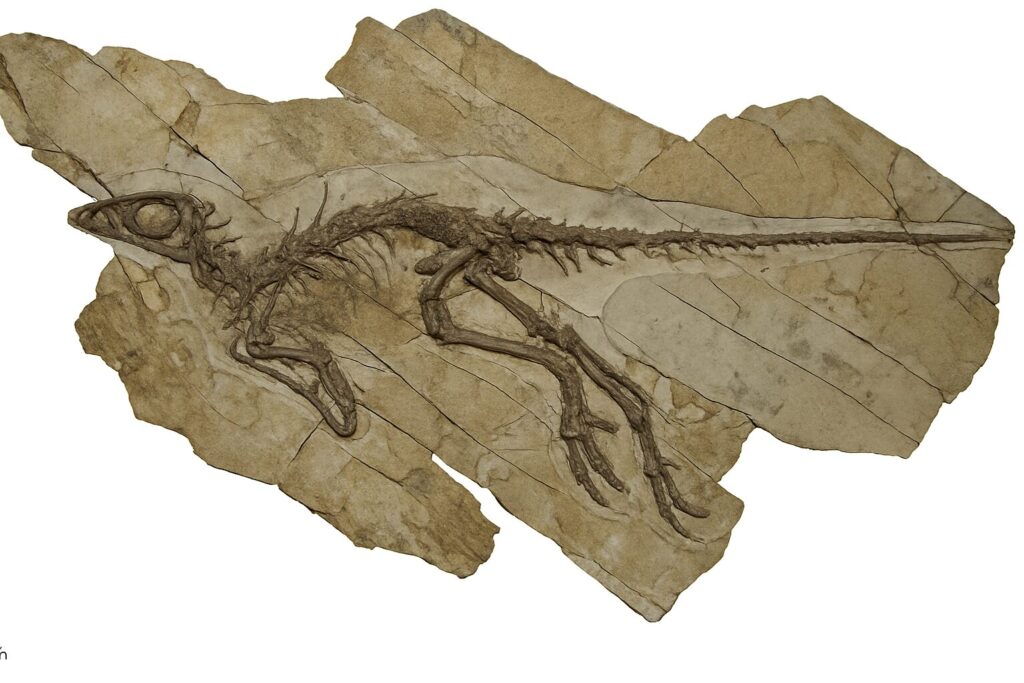 Dinosauro