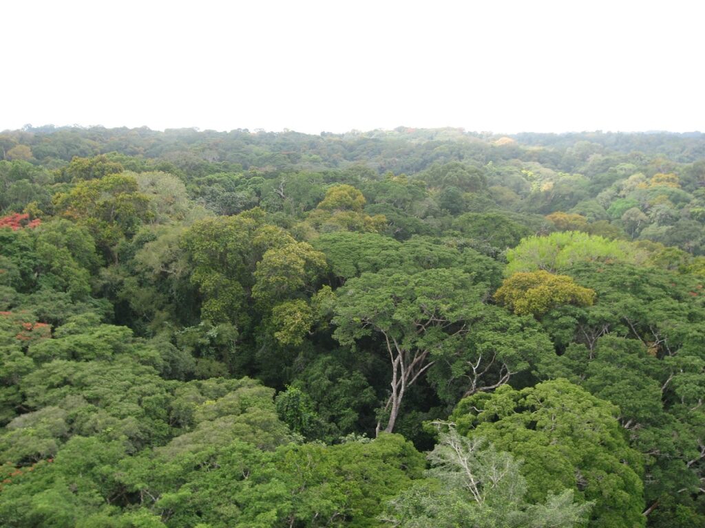 Ghana, Ankasa Forest from the Eddy Tower piante carbonio