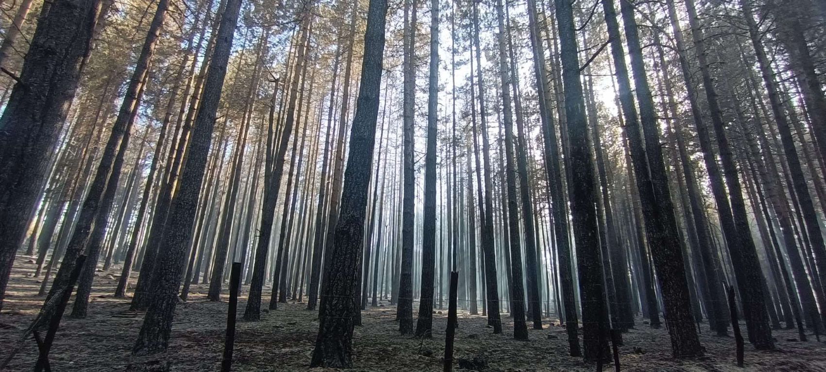 Incendi Sila