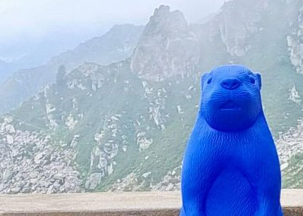 Marmotte plastica