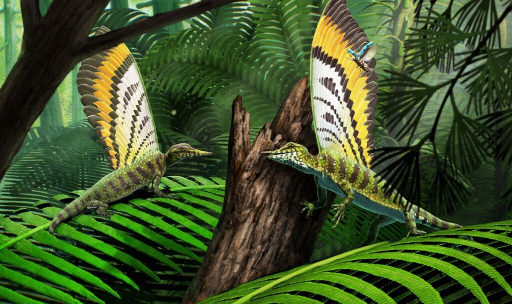 Mirasaura grauvogeli