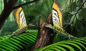 Mirasaura grauvogeli