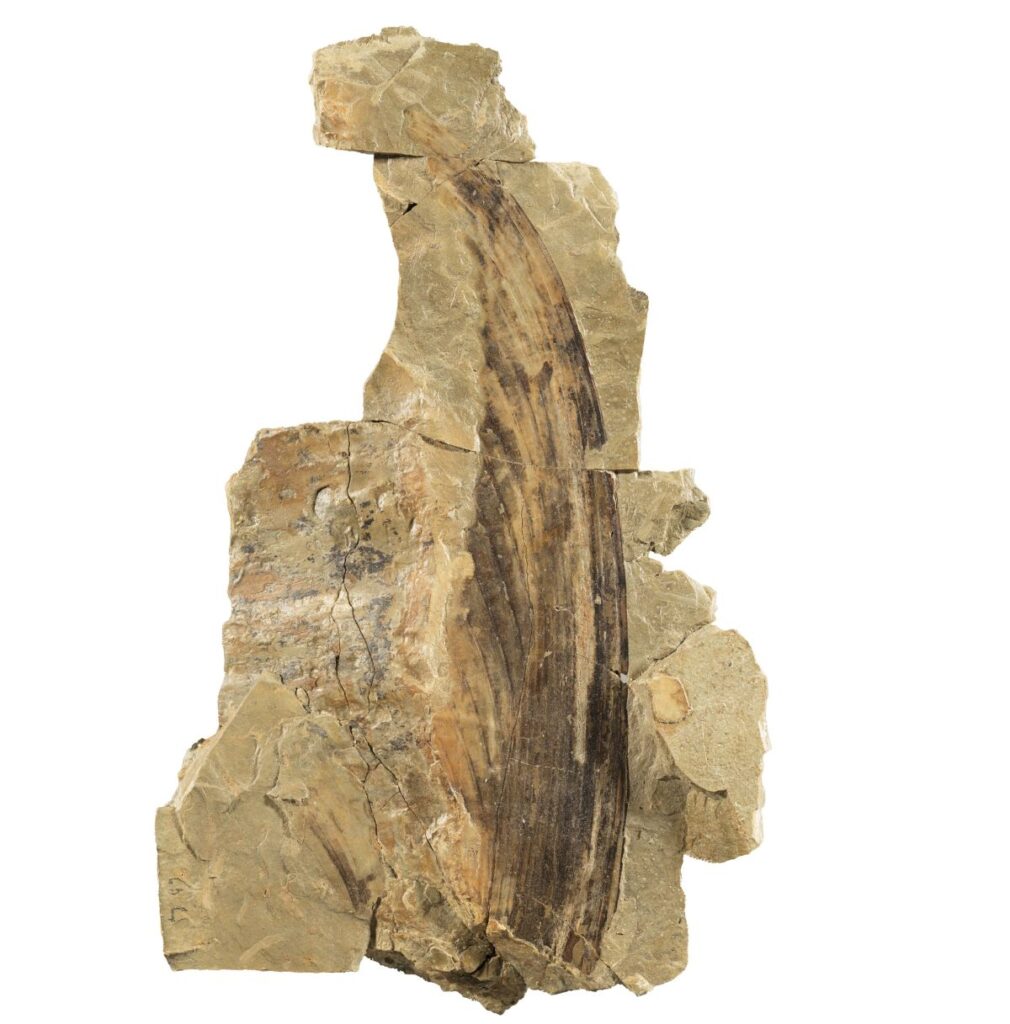 Mirasaura grauvogeli