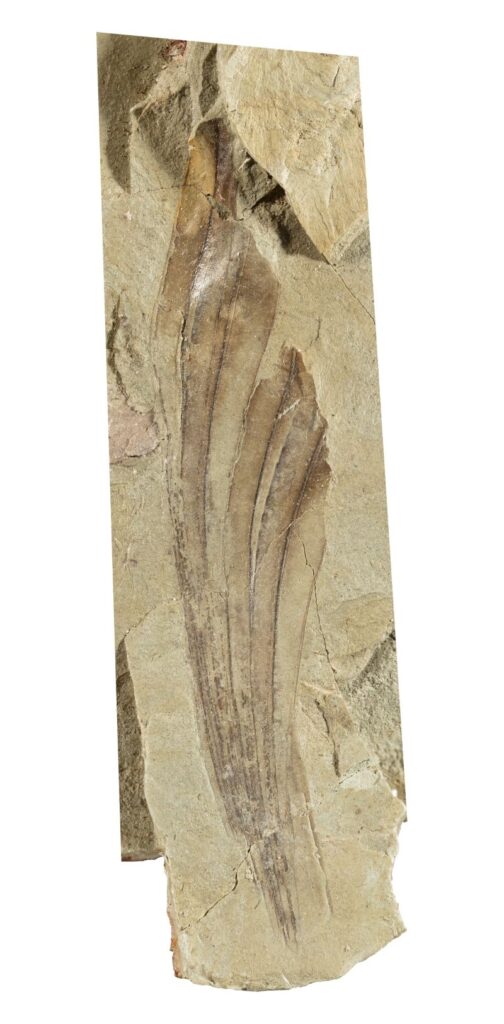 Mirasaura grauvogeli