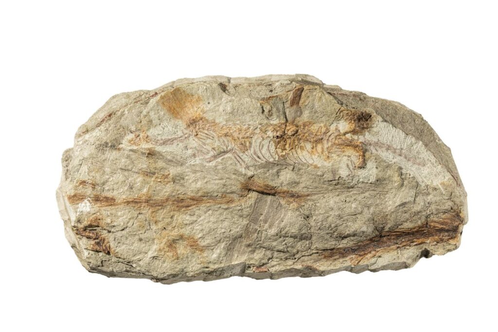 Mirasaura grauvogeli