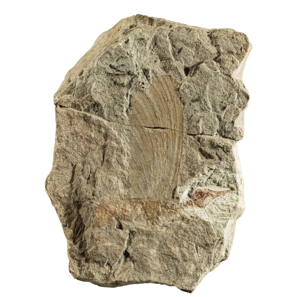Mirasaura grauvogeli