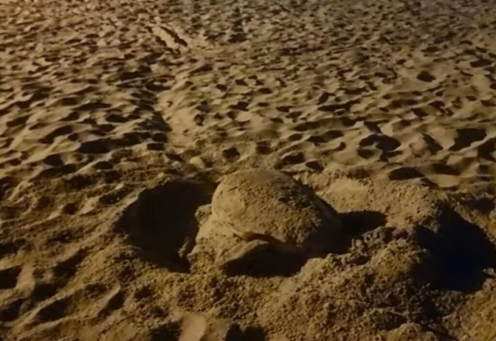 Tartaruga caretta caretta