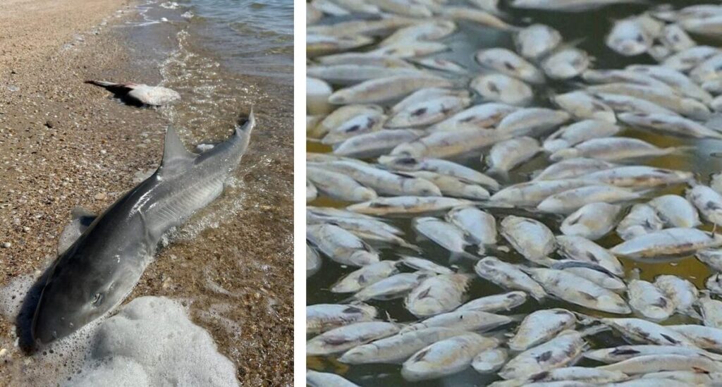 alga tossica alghe tossiche australia