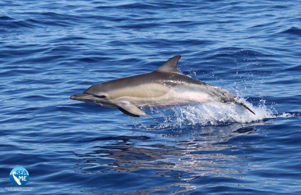 delfini asinara