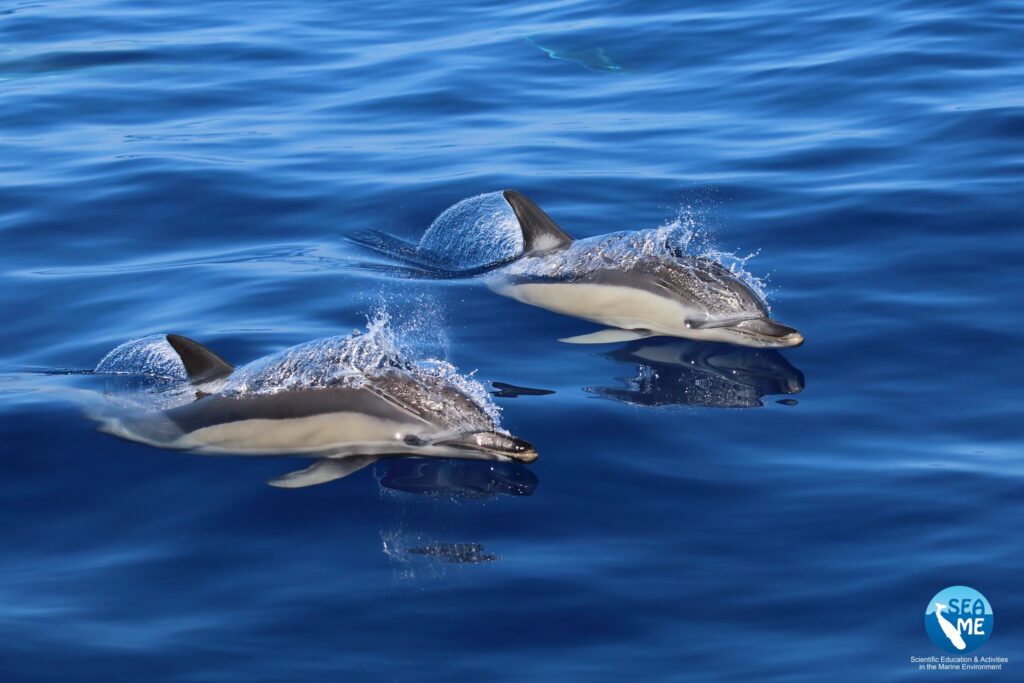 delfini asinara