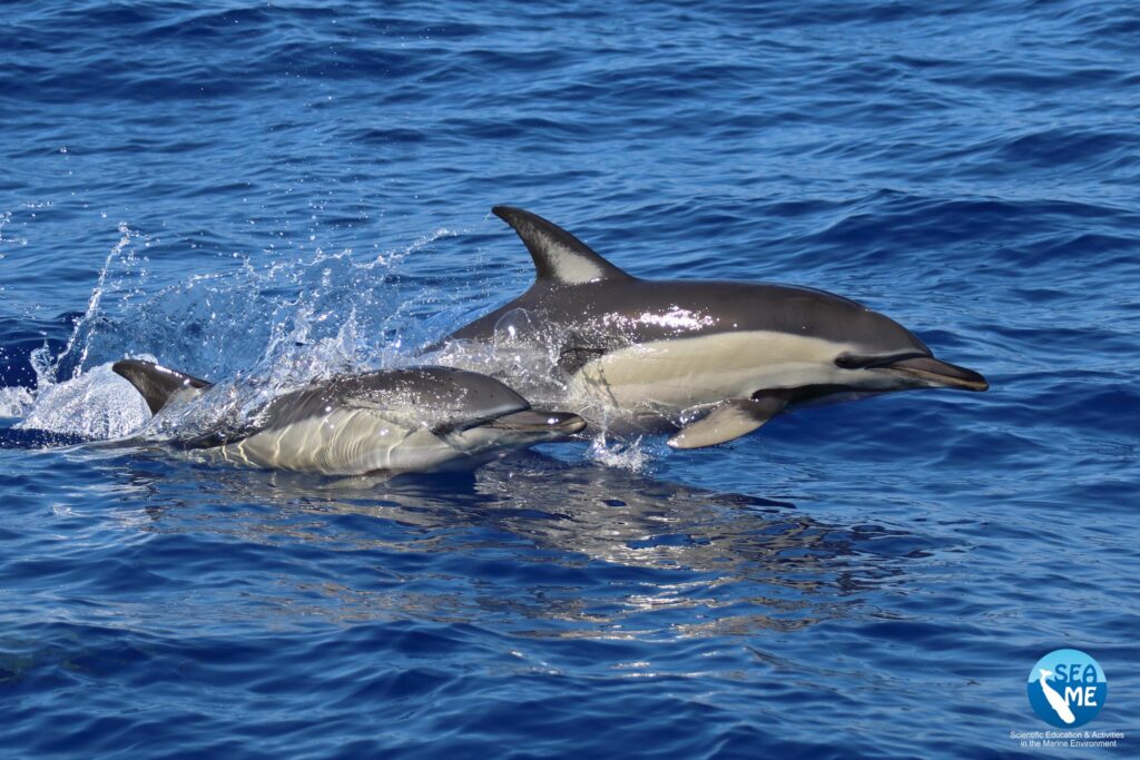 delfini asinara