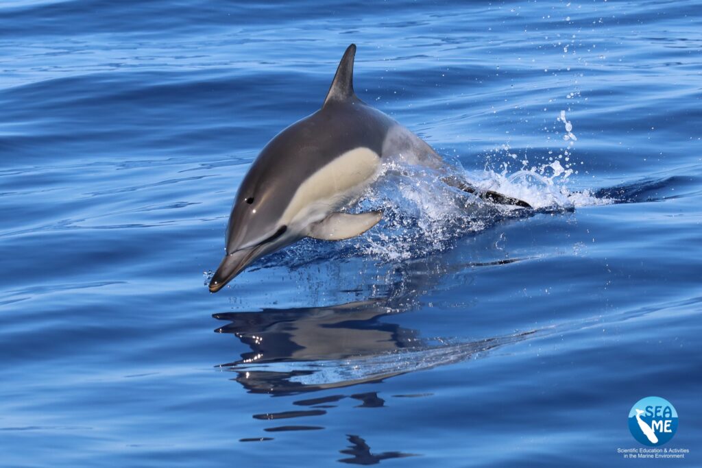 delfini asinara