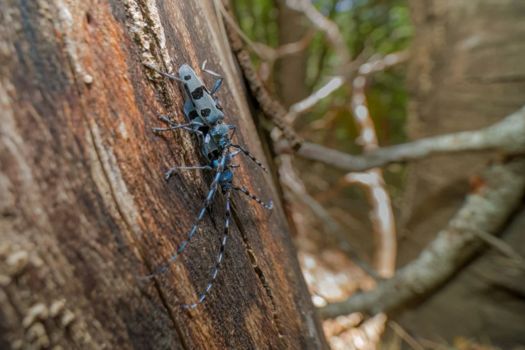 escursione aspromonte