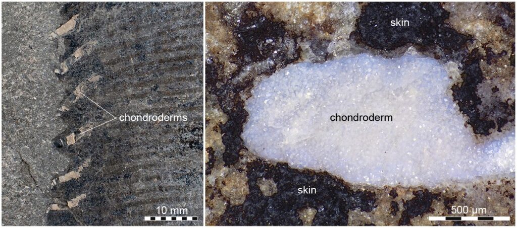 ichthyosauro