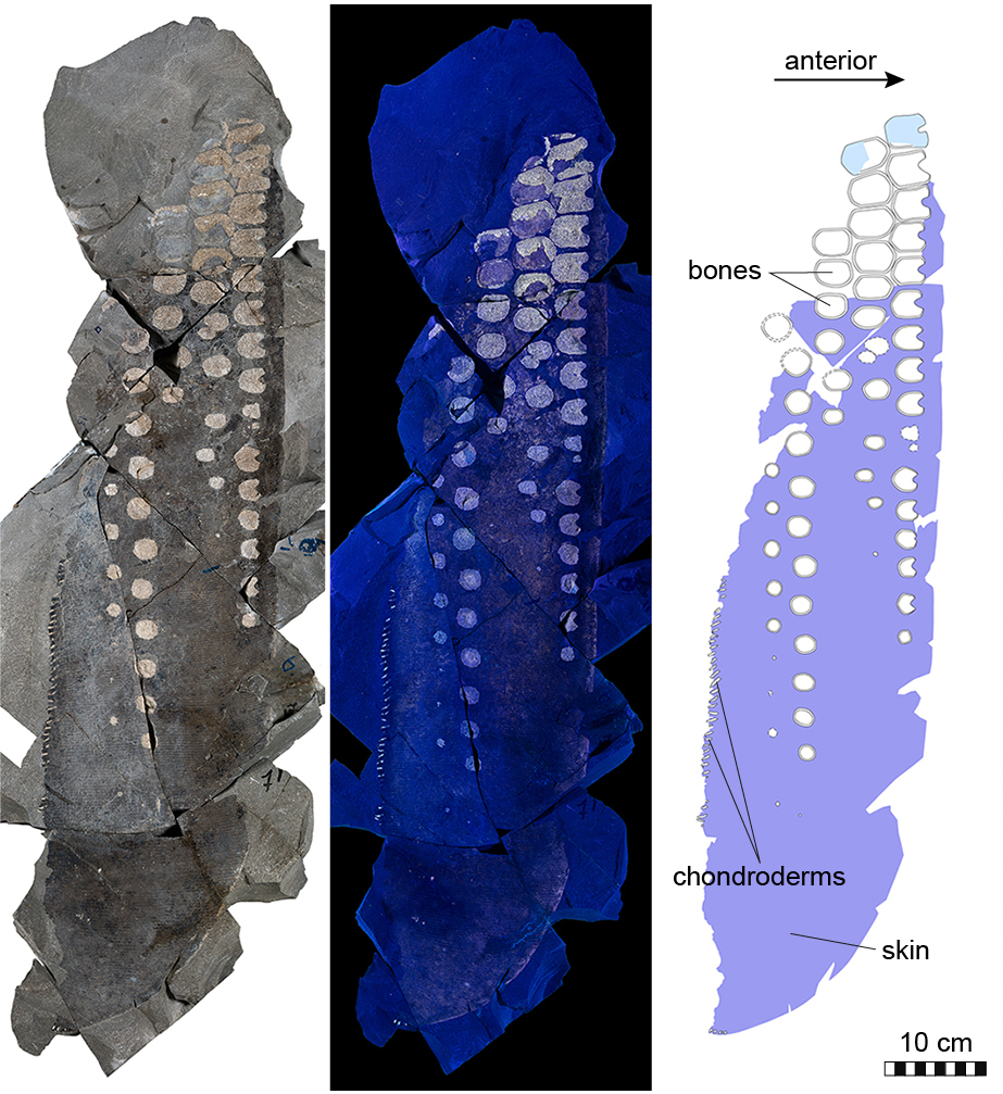 ichthyosauro