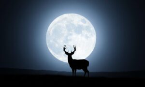 luna piena cervo