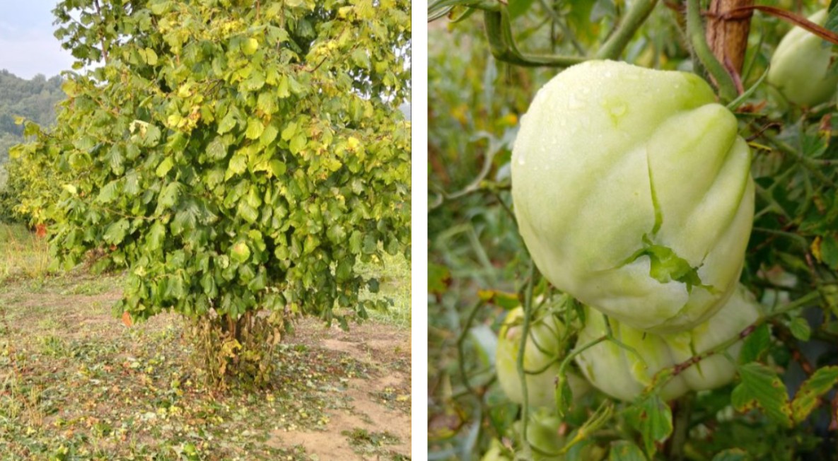 Maltempo Piemonte, grandine nel Cuneese: conta dei danni all’agricoltura | FOTO