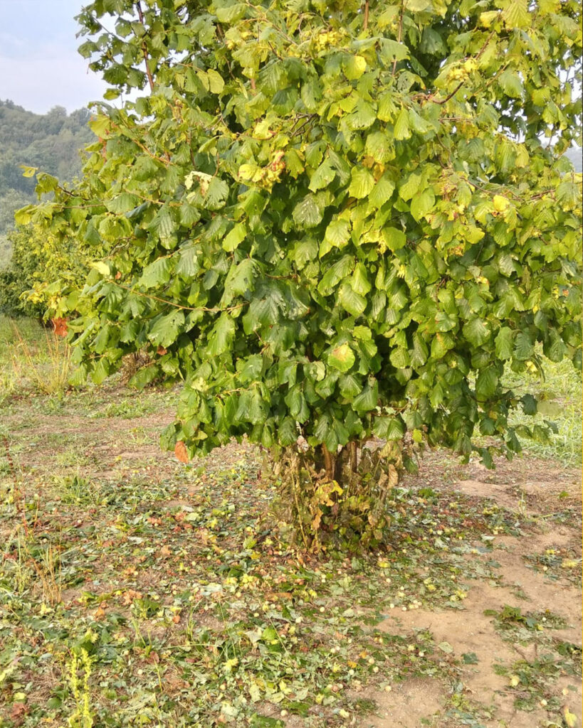 maltempo grandine cuneo