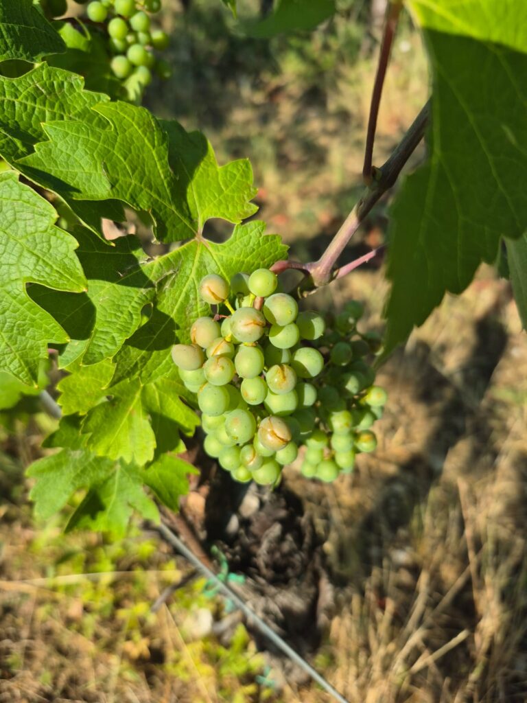 maltempo toscana
