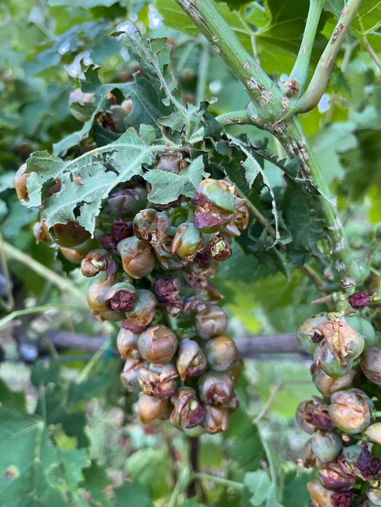 maltempo toscana
