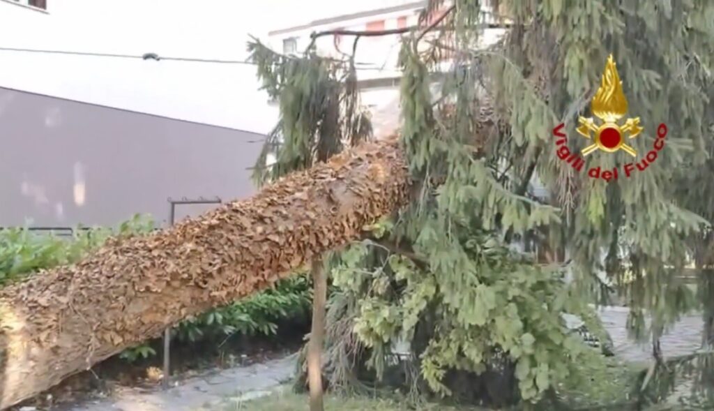 maltempo trevigiano alberi abbattuti