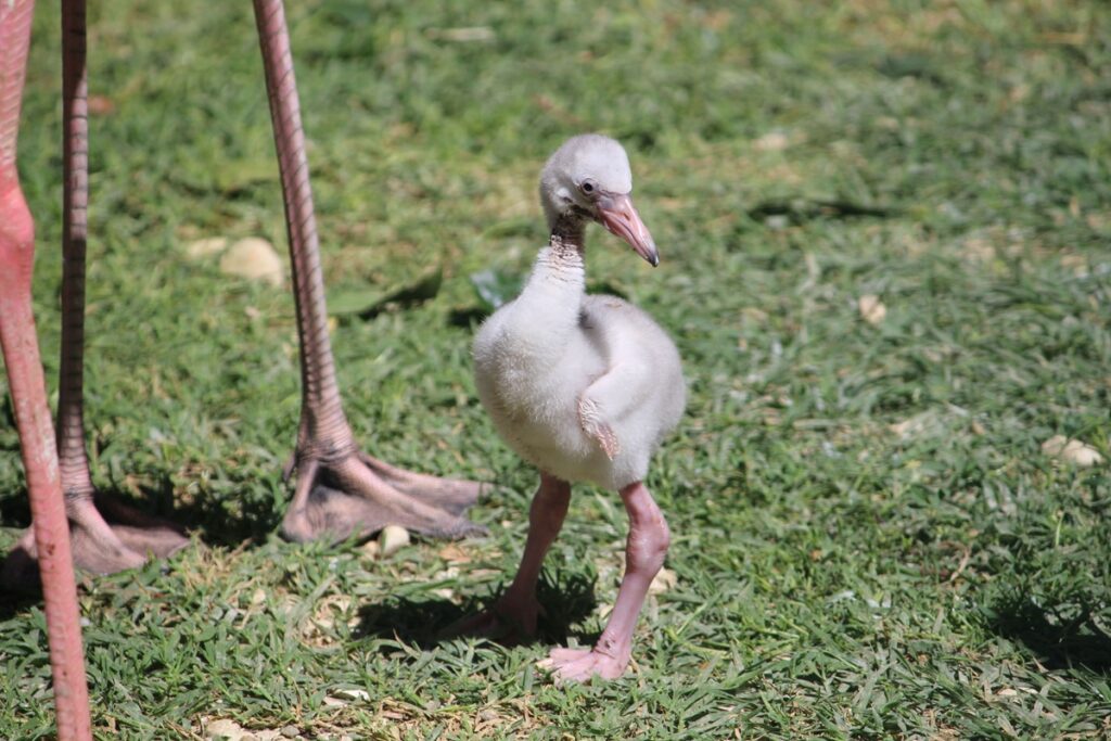 parco zoo falconara