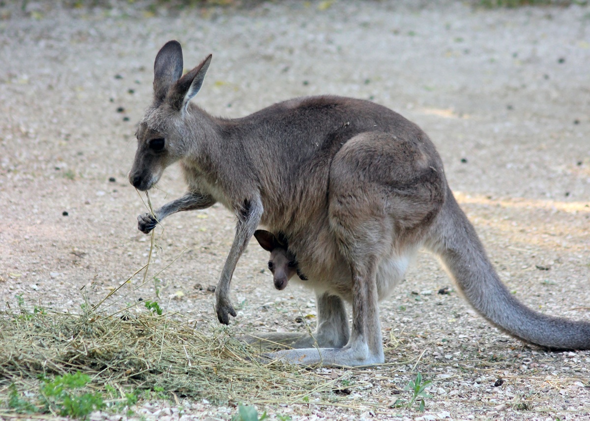 Lieto evento al Parco Zoo Falconara: nati pulcini di fenicottero rosa e un canguro | FOTO