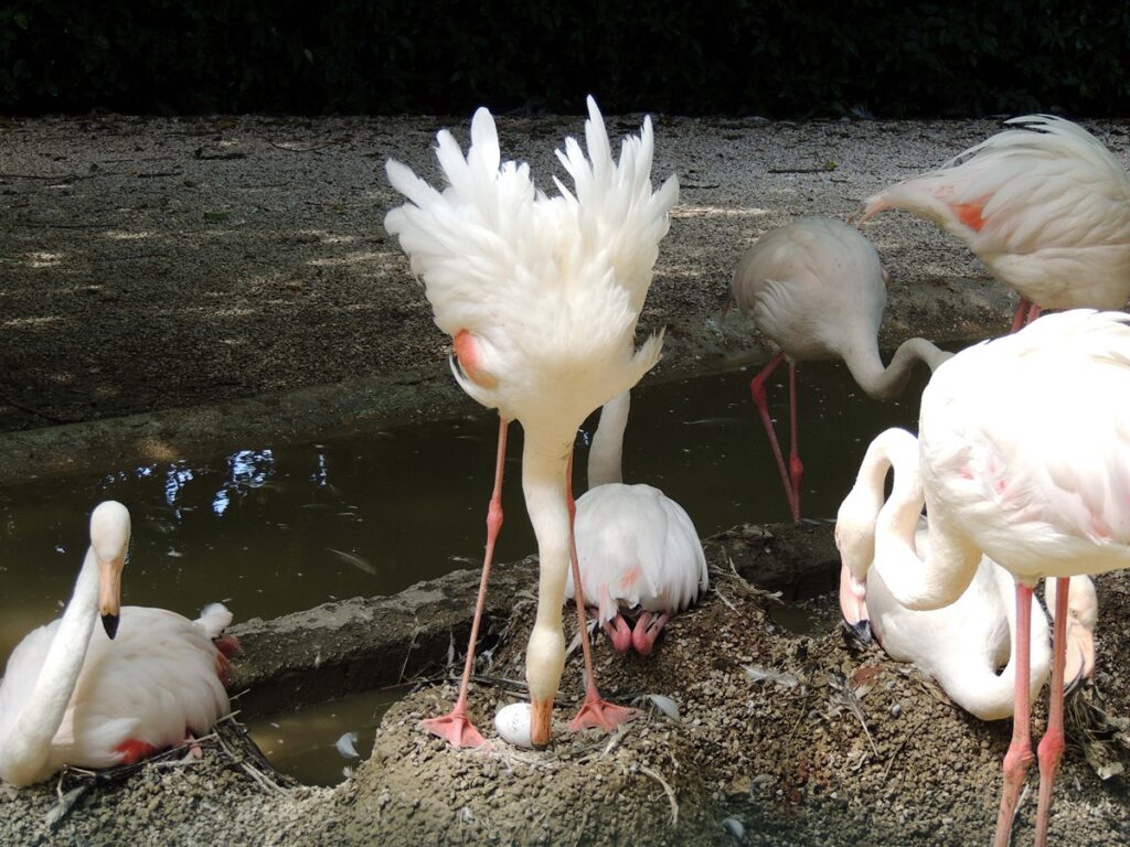 parco zoo falconara