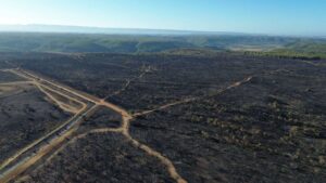 sughereta di Niscemi