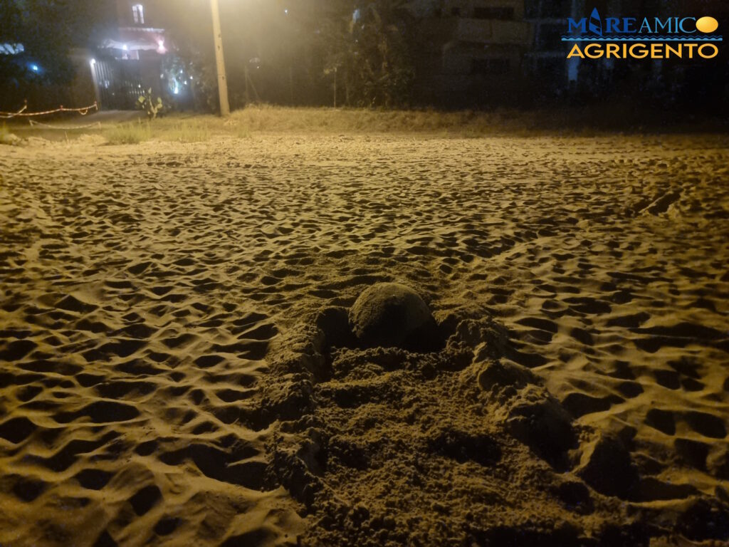 tartaruga Caretta caretta realmonte mareamico