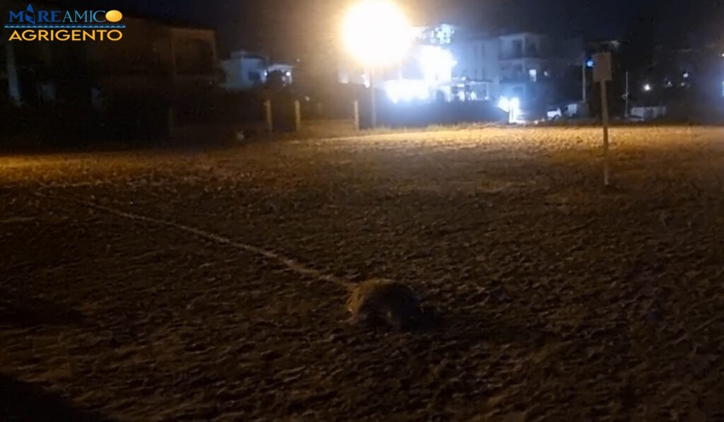 tartaruga Caretta caretta realmonte mareamico