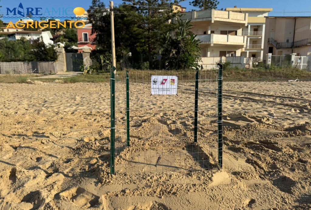 tartaruga Caretta caretta realmonte mareamico