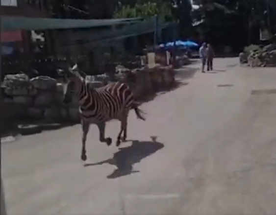 Zebra in fuga nello zoo di Belgrado, 3 feriti | VIDEO