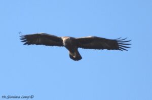 Aquila reale Sila