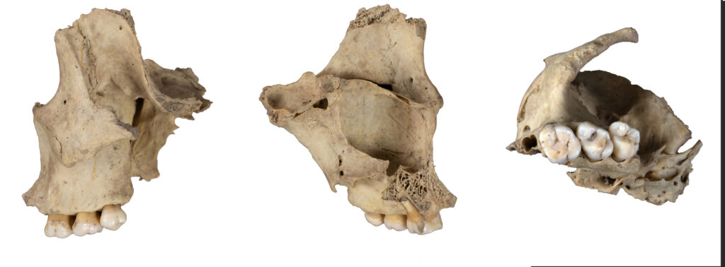 Cannibalismo preistorico