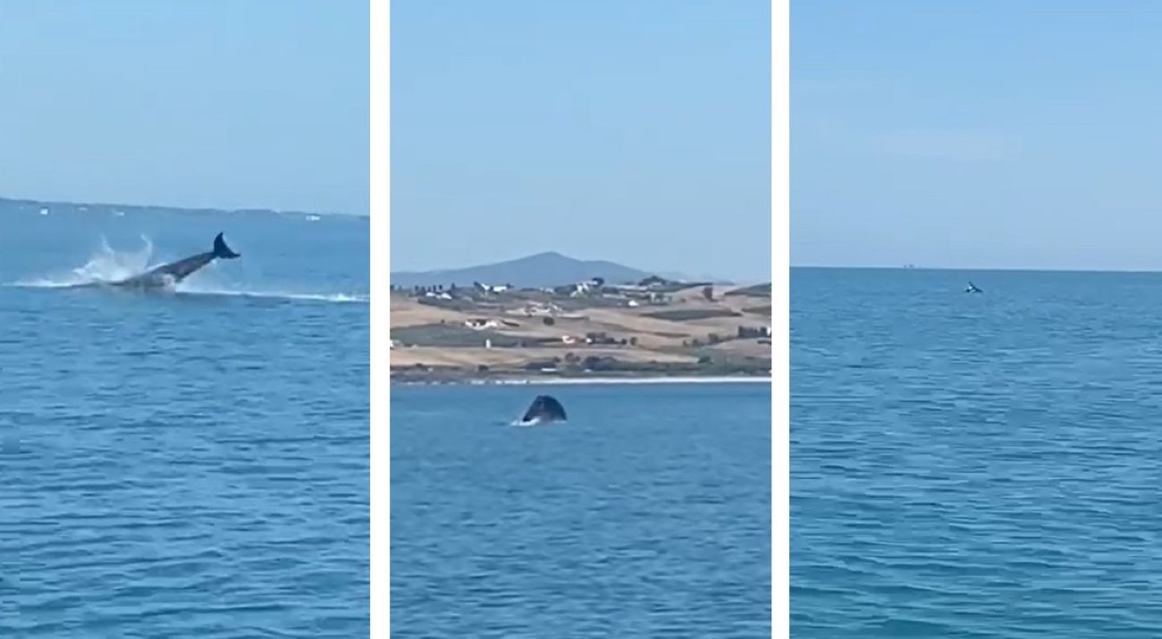 Delfini tra Petacciato e Termoli: lo straordinario incontro ravvicinato | VIDEO
