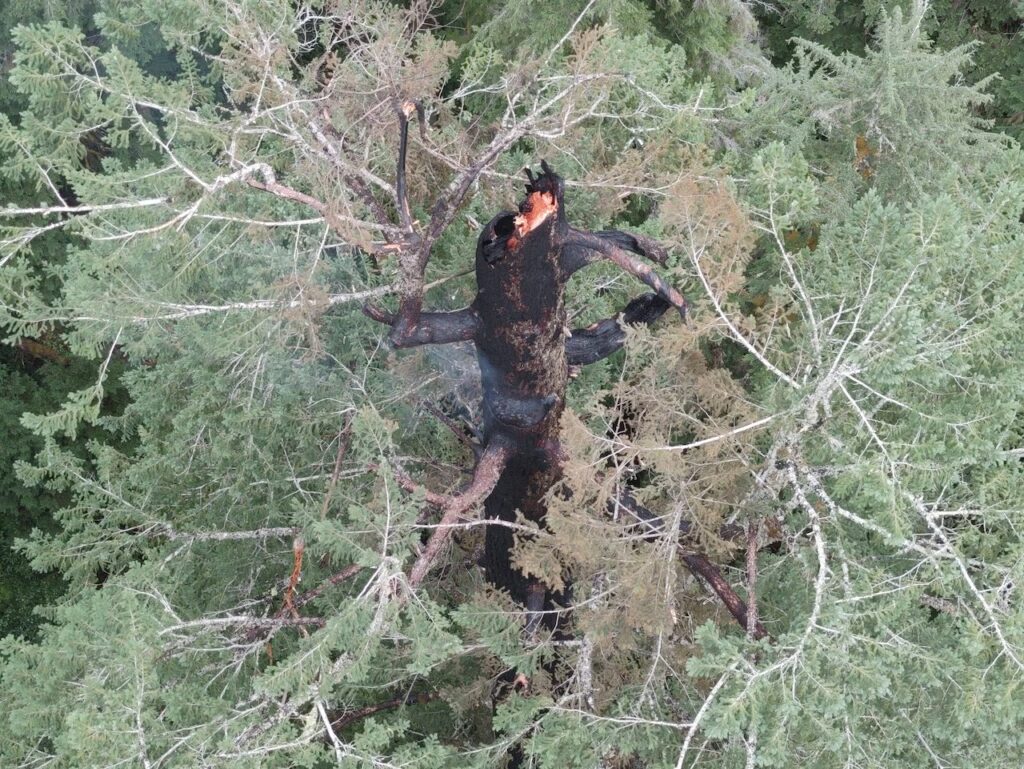 Doerner Fir