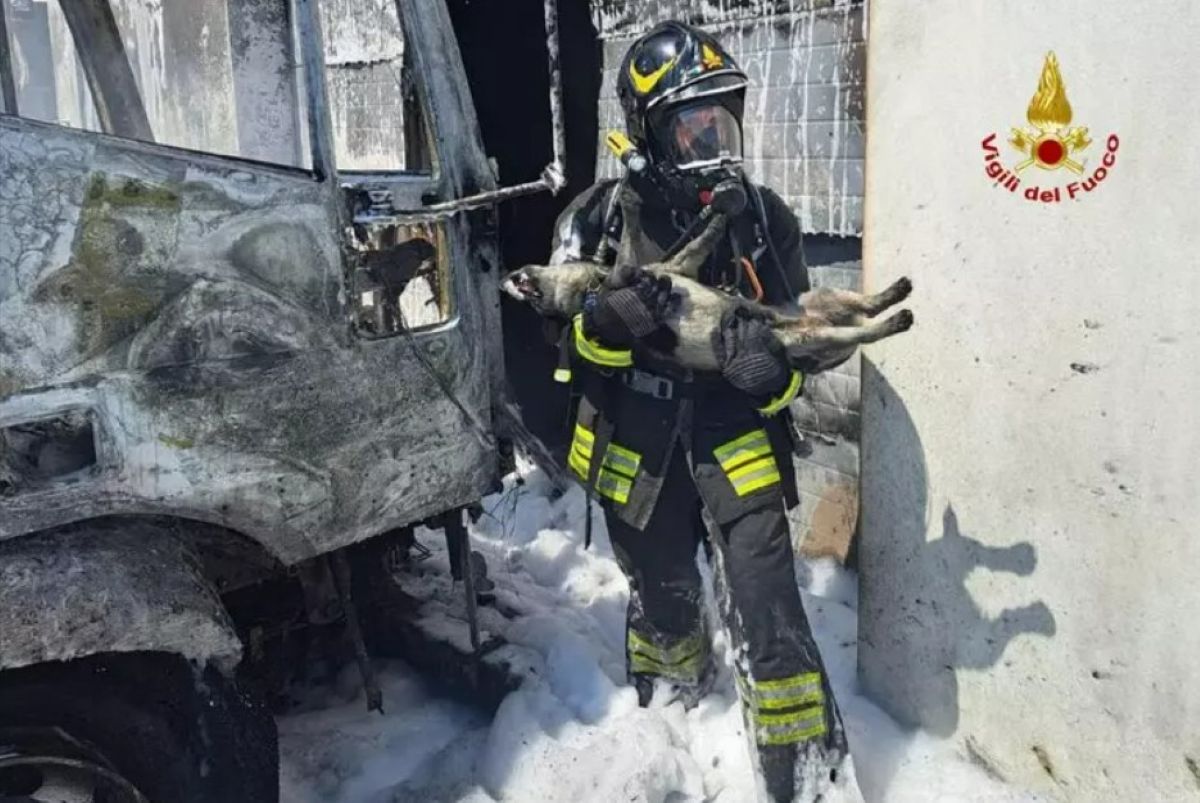 Ascoli Piceno, incendio in zona industriale: cane salvato dai vigili del fuoco