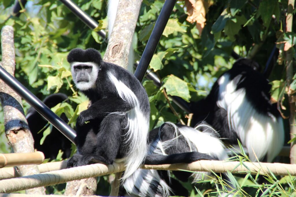 Parco Zoo Falconara scimmie guereza
