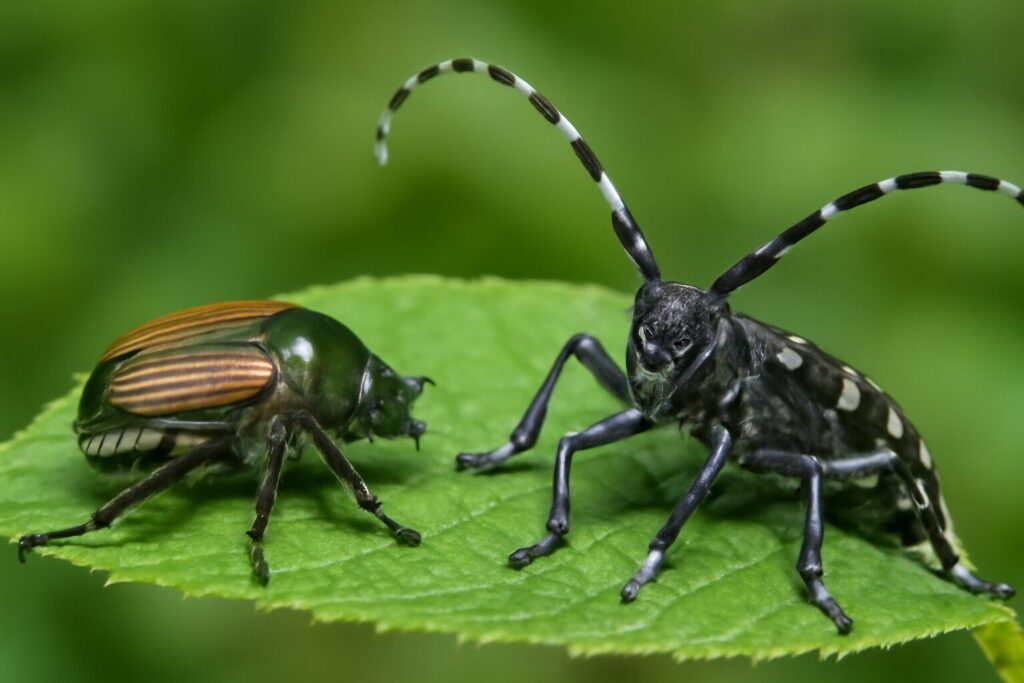 Popillia japonica Anoplophora glabripennis