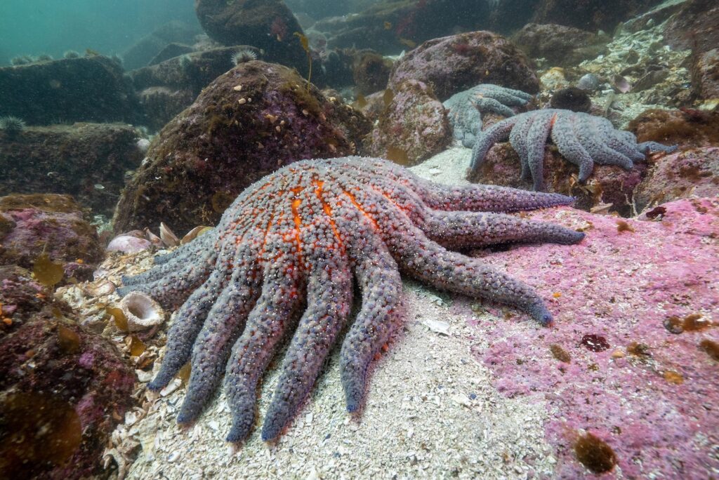 Stelle marine morbo