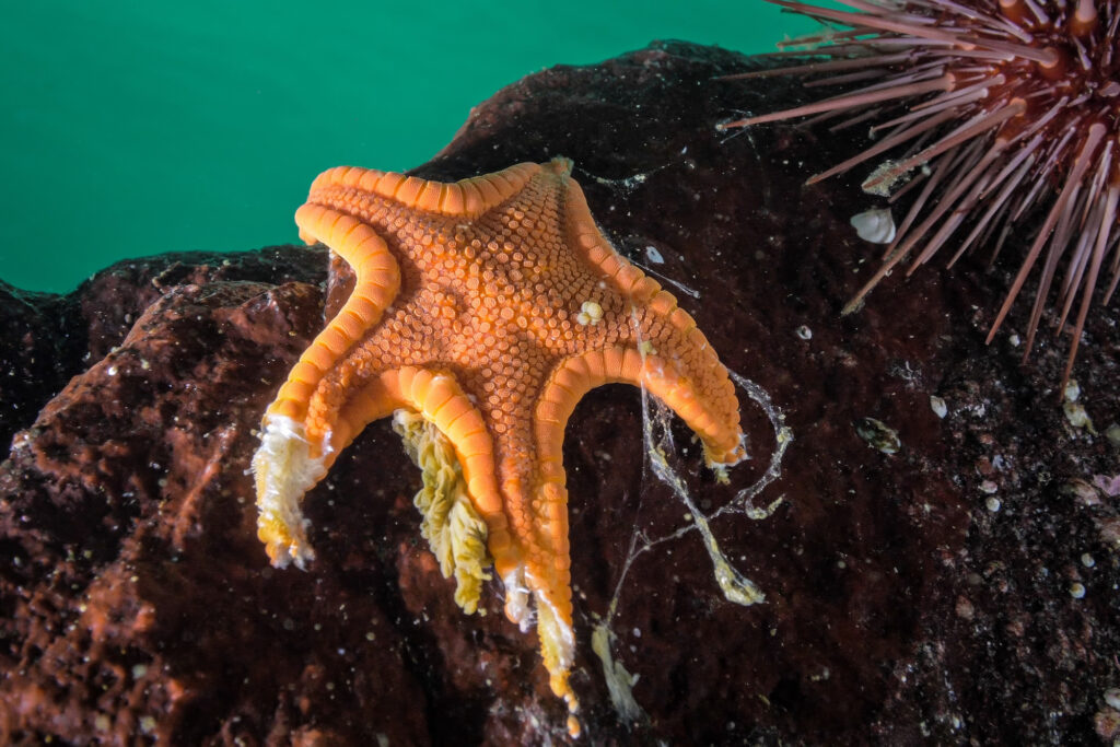 Stelle marine morbo